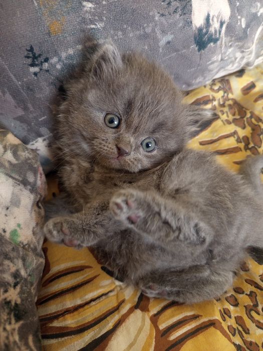 Шотландські кошенята