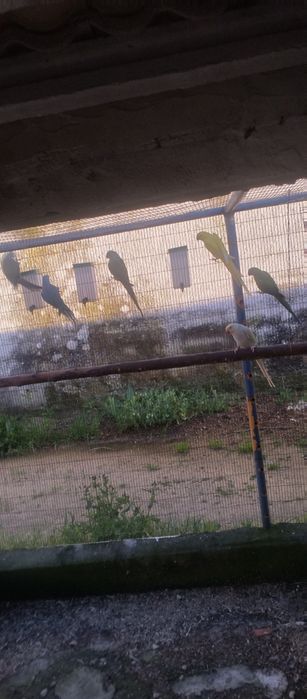 Casais de Ringnecks
