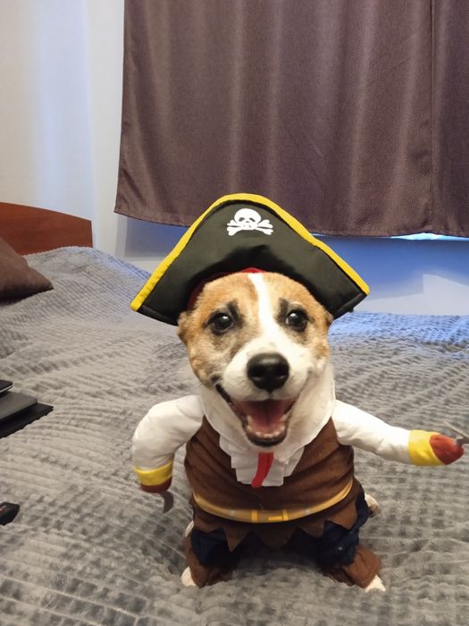 Disfarces/Fatos/Roupa para Cães e Gatos | Natal