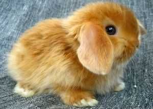 КРОЛИКИ - МИНИ. Детки. Разные. есть КЛЕТКИ. Находятся В ОДЕССЕ.