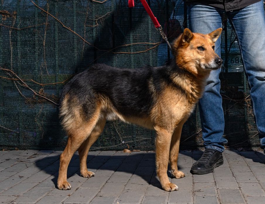 Розумний молодий пес