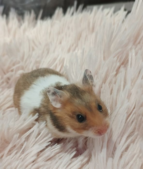 Chomik syryjski Sosnowiec