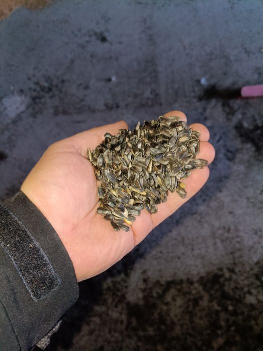 Słonecznik, ziarno slonecznika