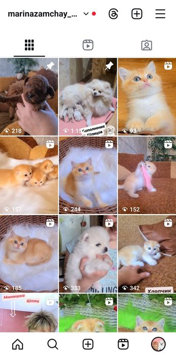 Ласкаві ніжні кошенята золотої шиншили