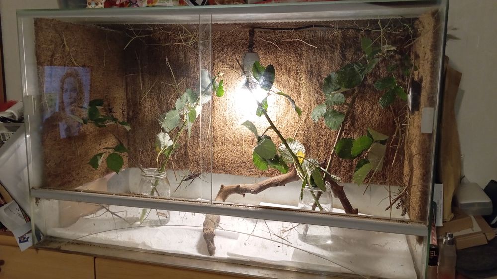 Terrarium z patyczakami i straszykami
