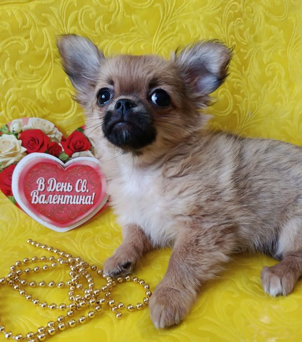 Я буду любити Вас!