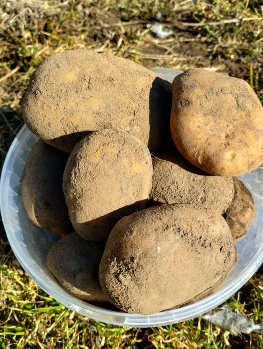 Ziemniaki ekologiczne Jurek