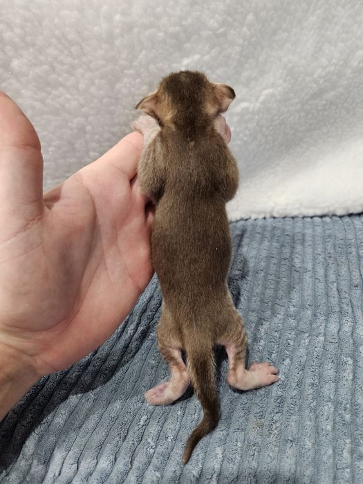 Kot orientalny - kocur