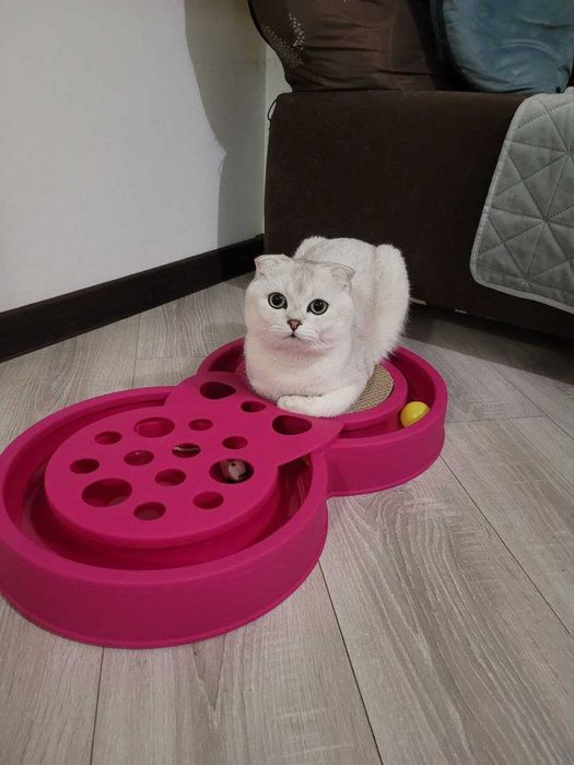 Шукаємо наречену для шотландського кота Сільвера – перша в’язка