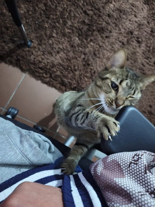 Gatinha dócil para adoção responsável