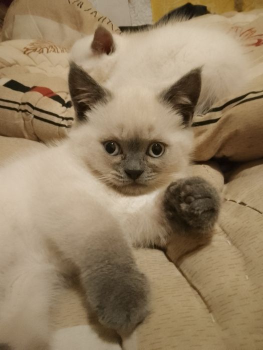 Продам Чистокровных котят Шотланский Блю поинт