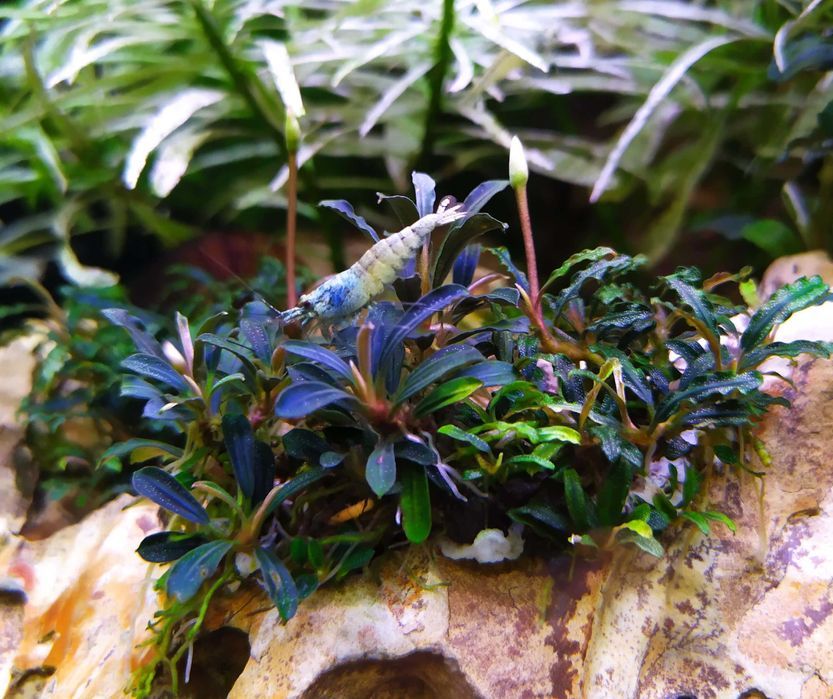 Bucephalandra Kendagang - BSP_PLANTS