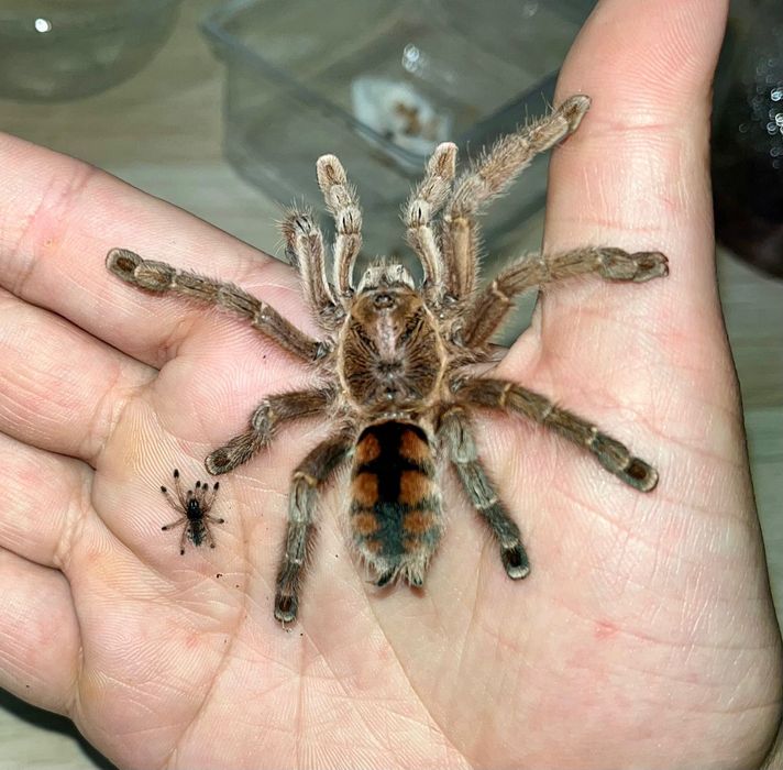 Avicularia minatrix L2