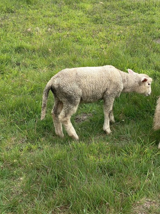 Ovelhas de boa qualidade
