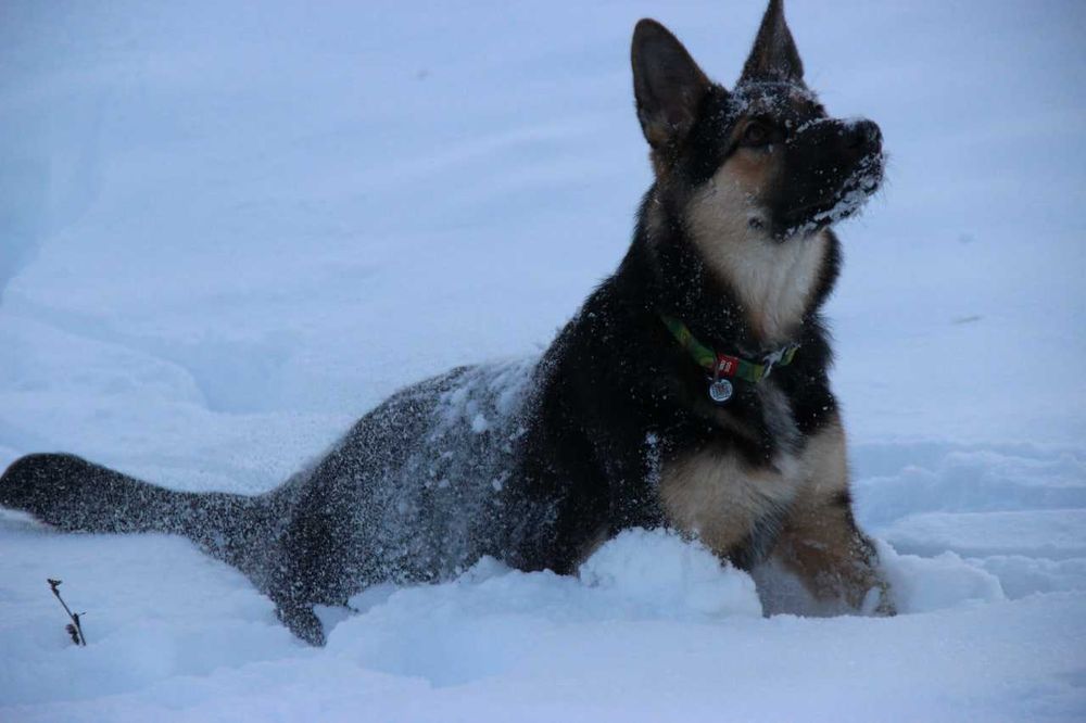 Кобель на злучку