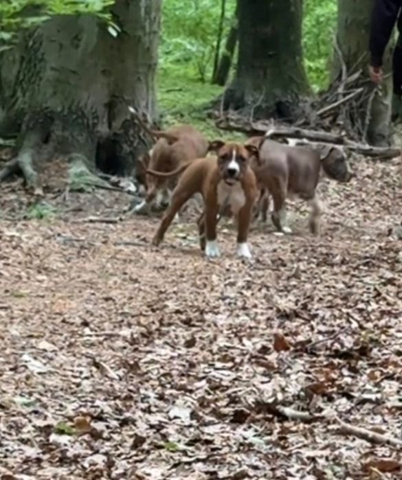 Suczka Amstaff FCI zkwp