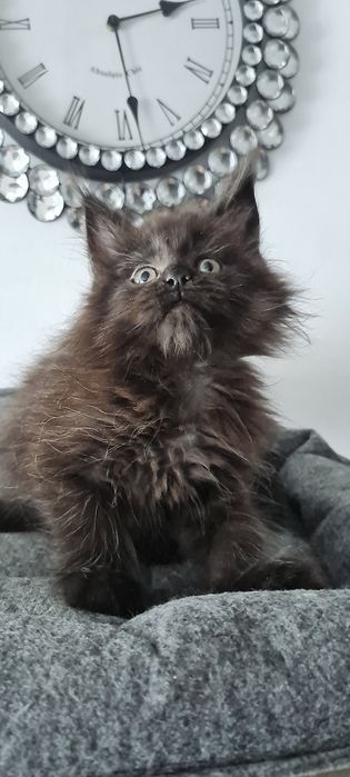 Maine coon Kotka czarna