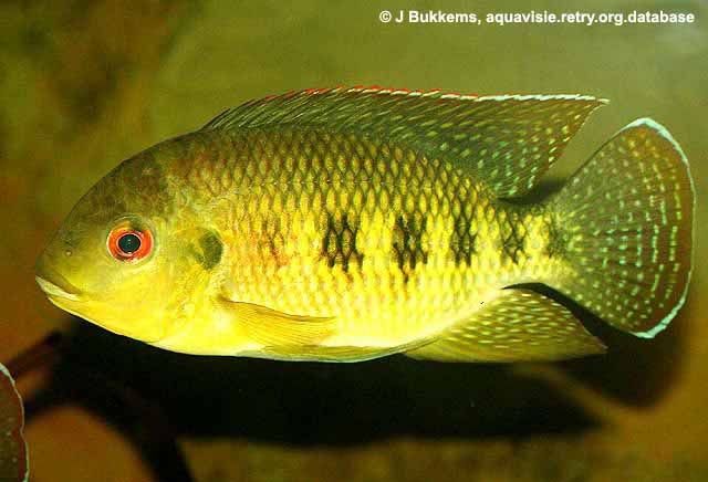 Pielęgnice Tilapia mariae młode