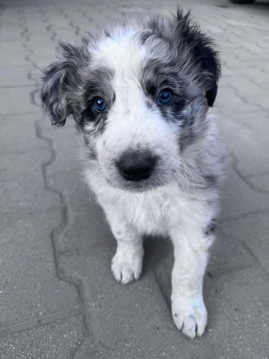Piesek Border Collie