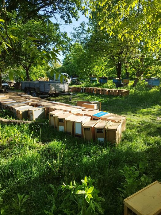 2026 Принимаю заказы на пчелопакеты Карпатка