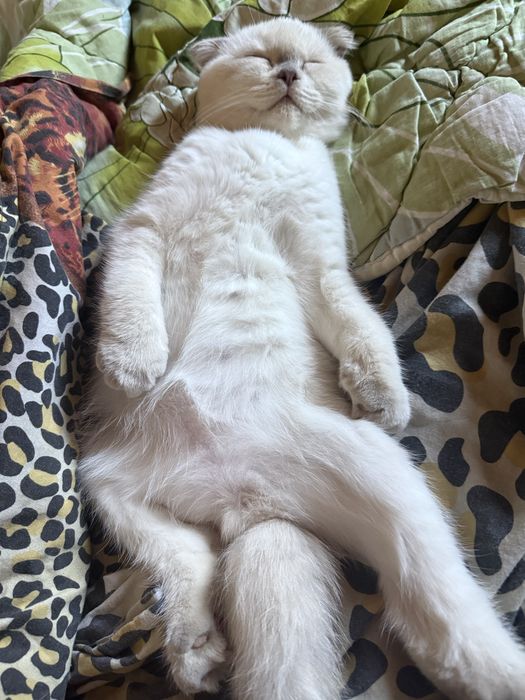 Котик хлопчик шотландський фолд
