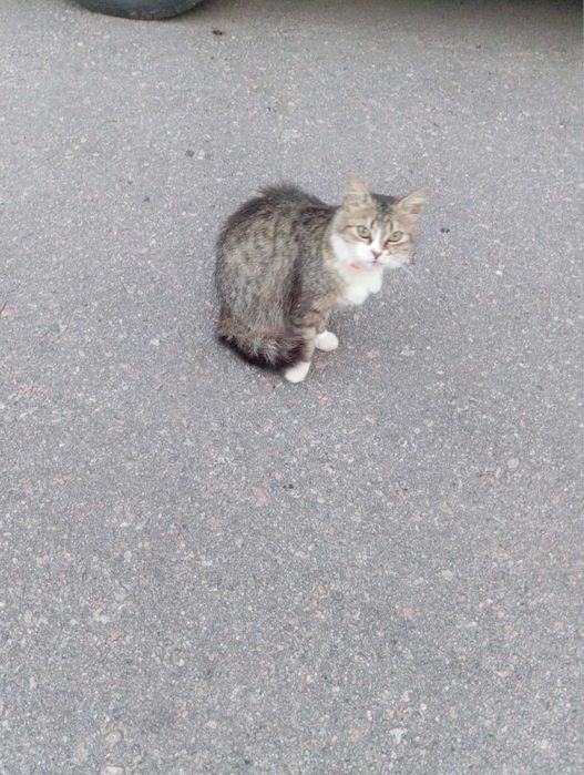 У пошуках родини кицюня