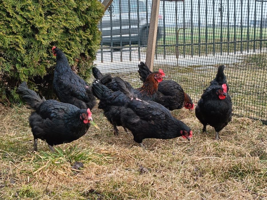Marans jaja lęgowe czekoladowe jaja