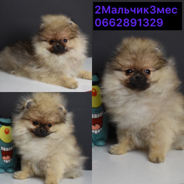 Померанці малюки хлопці та дівчата