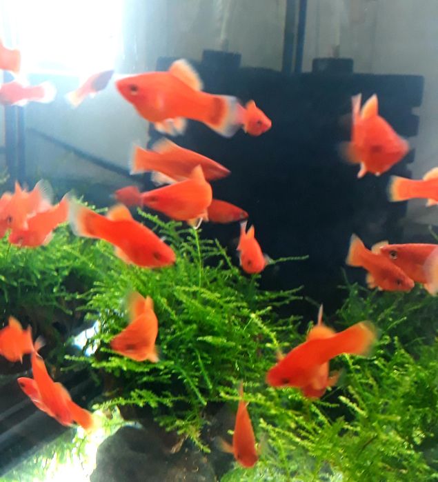 Rybki mieczyki, gupiki,