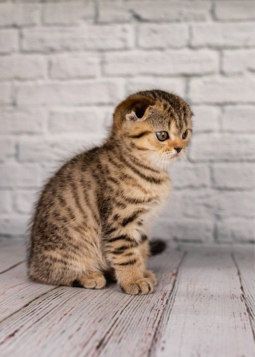 Scottish fold - Шотландський  висловухий котик ,  досі вільний.