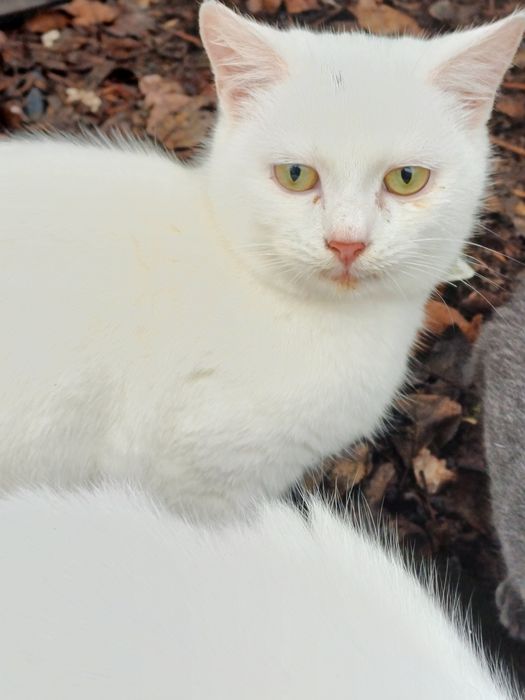 Кошенята і кішка в добрі руки