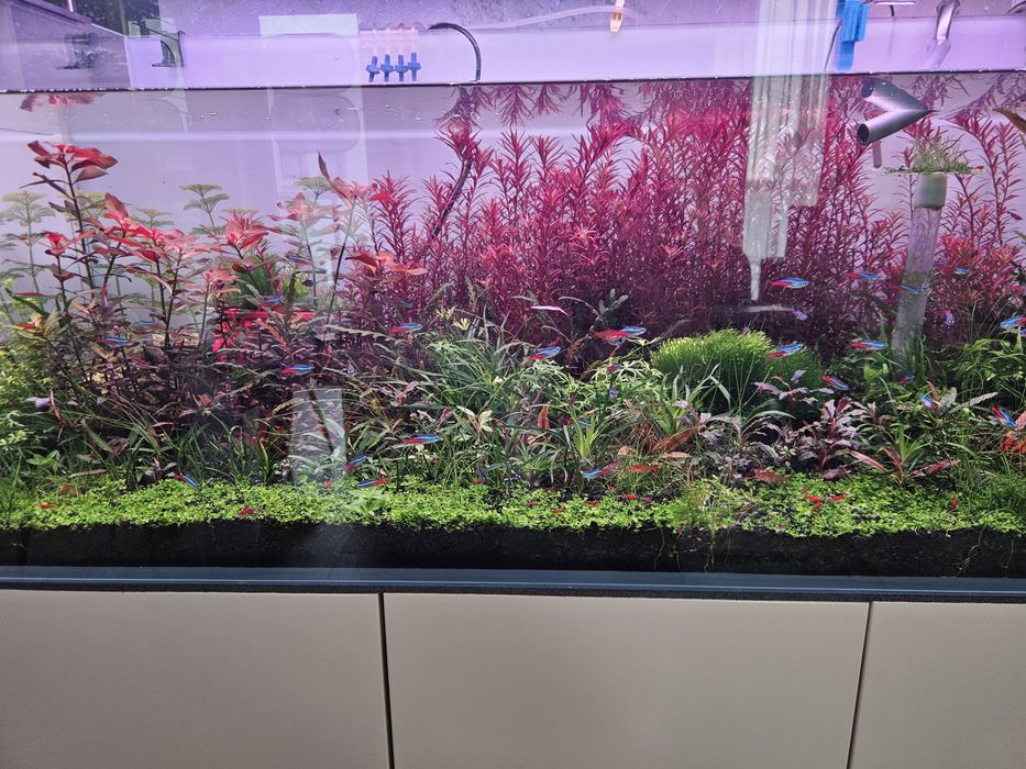 Rotala Rotundifolia 'Blood Red'