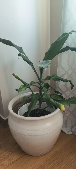 Vaso de planta com relevo