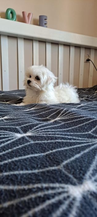 Maltańczyk-mini-piesek