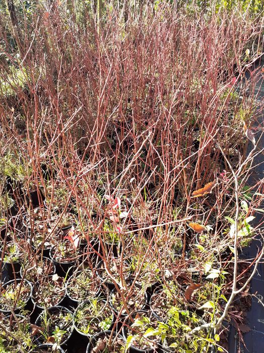 Árvores de mirtilos