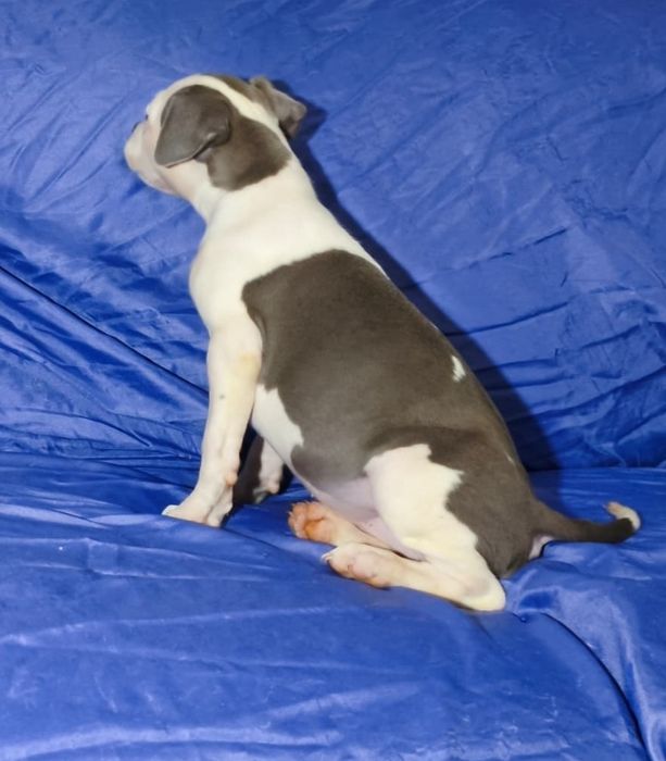 American Staffordshire Terrier fêmea blue
