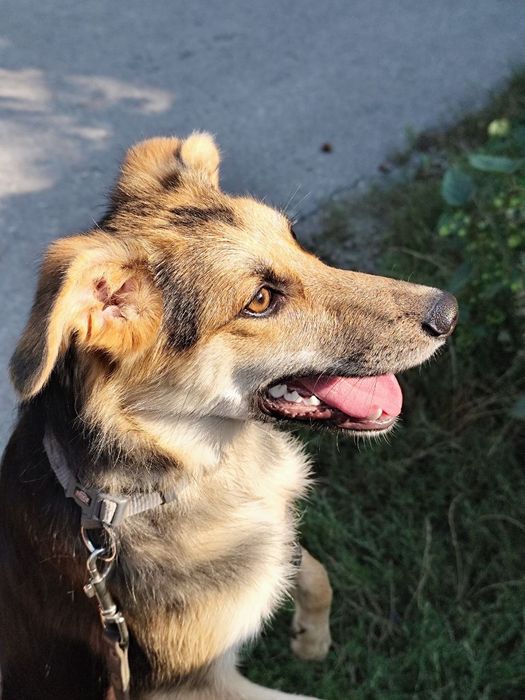 Цуценята в добрі руки.