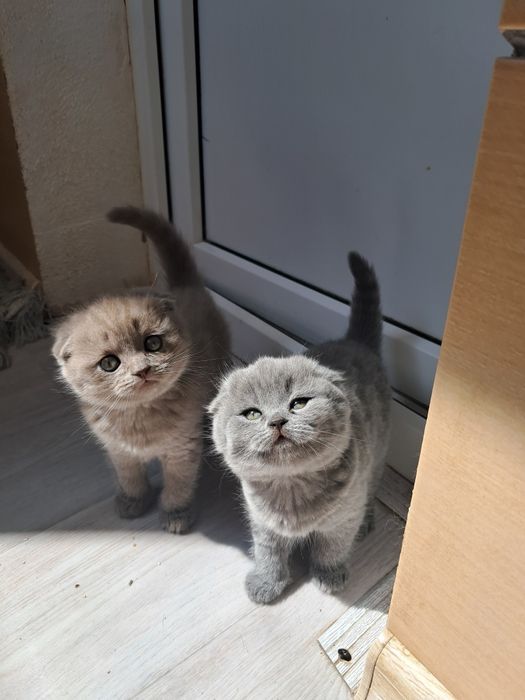 Шотландський вислоухий котик з документами