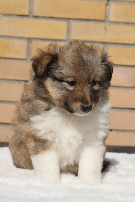 Owczarek szetlandzki - suczka FCI