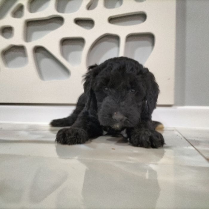 Goldendoodle.sunia .czarna