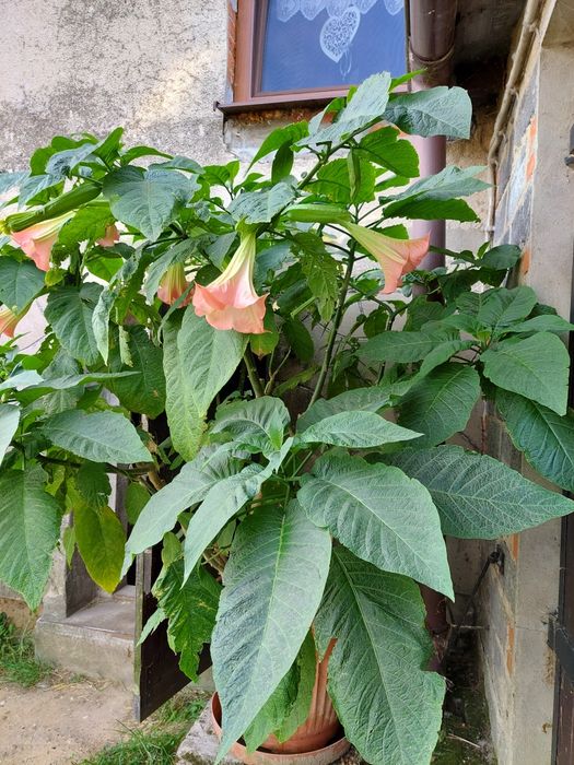 Datura    różowa