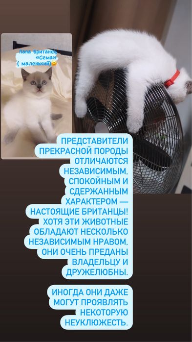 Породистые Котята британские