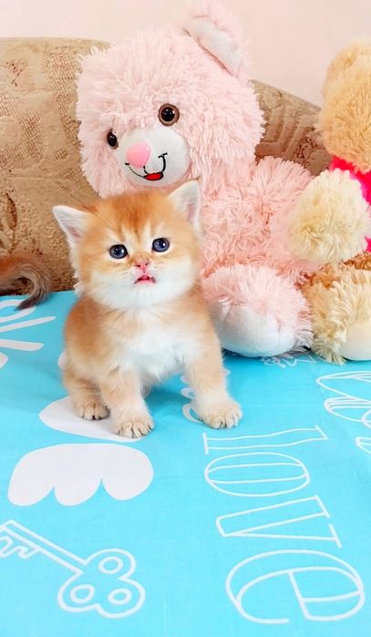 Ляльковий хлопчик Золотий шиншила шотландик