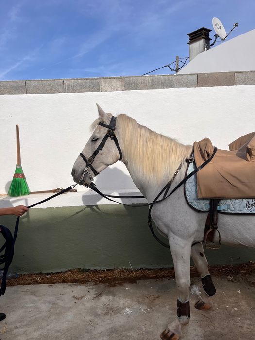 Cavalo muito manso capado