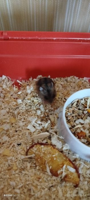 Хом'які порода джунгарики