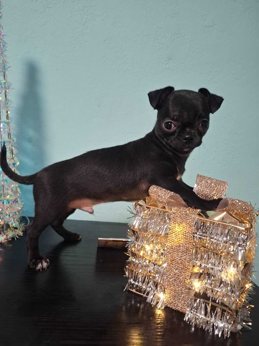 Szczeniak chihuahua klasy wystawowej gotowy do odbioru czarny Zorro.
