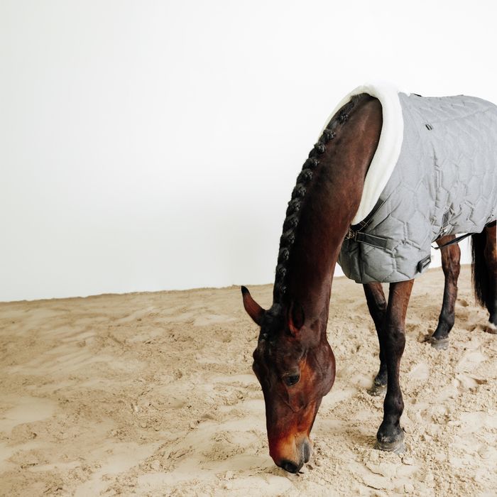 Cobrejão de Estábulo 300 g Equitação Cavalo e Pónei Combo 300
