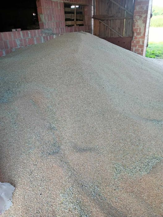 Pszenica ozima euforia