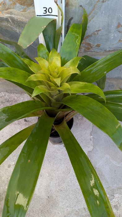 Bromélias com flor