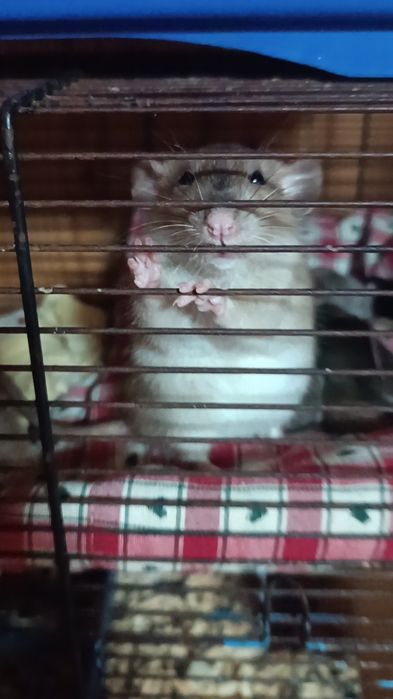 Декоративні пацюки